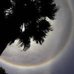 Le Soleil brille au-dessus d’un palmier californien en juin 2002. L’arc-en-ciel, surprenant par un si beau temps, est un halo solaire