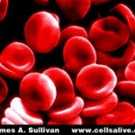 Le cytosquelette donne aux globules rouges leur forme aplatie caractéristique
