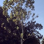 Un arbre de la Lune, sur le domaine du centre spatial Goddard