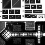 De A à G, le parcours de molécules d’ADN dans un dispositif de contrôle de micro écoulements. L’ADN est étiré par le flux, ce qui explique qu’il est plus allongé dans les zones où la vitesse d’écoulement est la plus rapide.