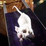 Une souris candidate astronaute pose le long d’un modèle réduit de panneau solaire. Cliquez sur le lien du crédit pour avoir accès à une image à plus haute définition.