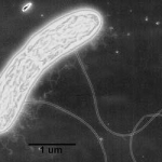 Microphotographie de Geobacter metallidreducens