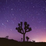 Perséide surprise le 11 août 2007 au dessus d'un arbre de Josué du Joshua Tree National Park, en Californie.