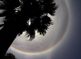 Le Soleil brille au-dessus d’un palmier californien en juin 2002. L’arc-en-ciel, surprenant par un si beau temps, est un halo solaire