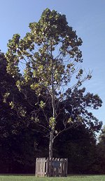 Un arbre de la Lune, sur le domaine du centre spatial Goddard