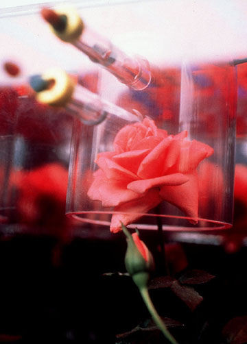 Cette rose miniature baptisée « Overnight Scentsation » a été spécialement cultivée par Braja Mookherjee pour l’expérimentation spatiale