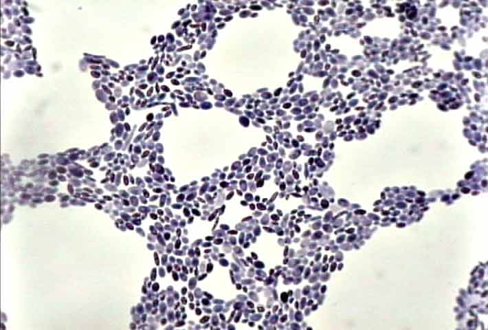 Le champignon monocellulaire Saccharomyces cerevisiae, plus connu sous le nom de levure de bière