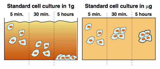 Les cellules en croissance restent suspendues en microgravité au lieu de s\'aplatir au fond de leur contenant, une différence d’avec les cultures terrestres qui pourrait donner le signal à l’expression différenciée des gènes.