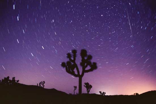 Perséide surprise le 11 août 2007 au dessus d\'un arbre de Josué du Joshua Tree National Park, en Californie.