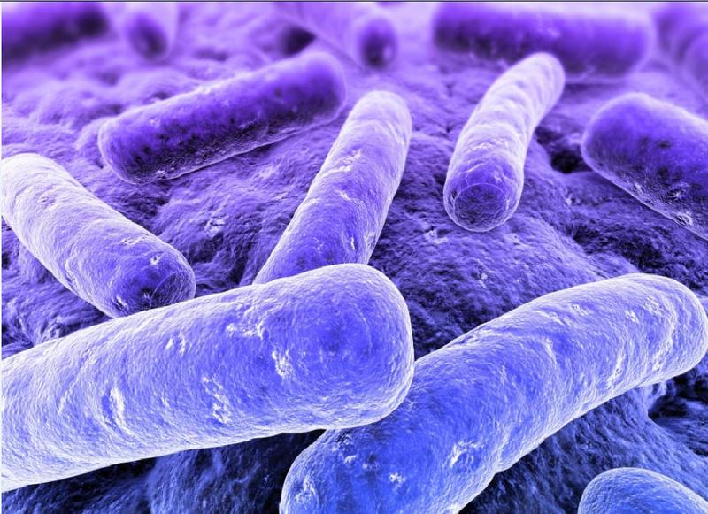 Rhodobacter capsulatus, une bactérie pourpre bien terrestre