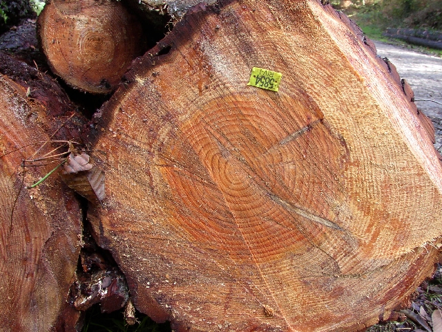 Des pins récemments coupés. Les anneaux de croissance sont bien visibles. Ces arbres sont jeunes, on y compte quelques dizaines d\'anneaux seulement. Des pins récemments coupés. Les anneaux de croissance sont bien visibles. Ces arbres sont jeunes, on y compte quelques dizaines d\'anneaux seulement.